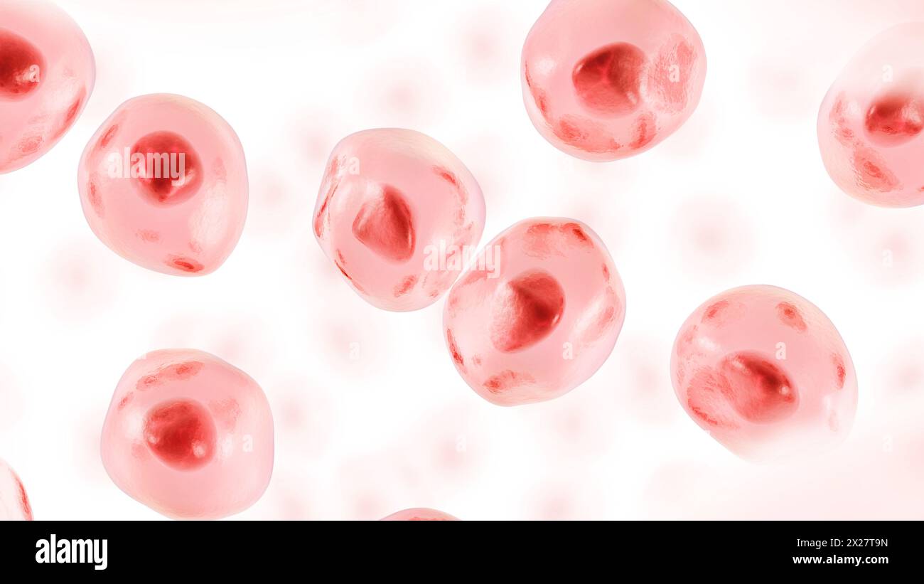 Embryonale Stammzellen. Menschliche Zelle. 3D Abbildung. Stockfoto