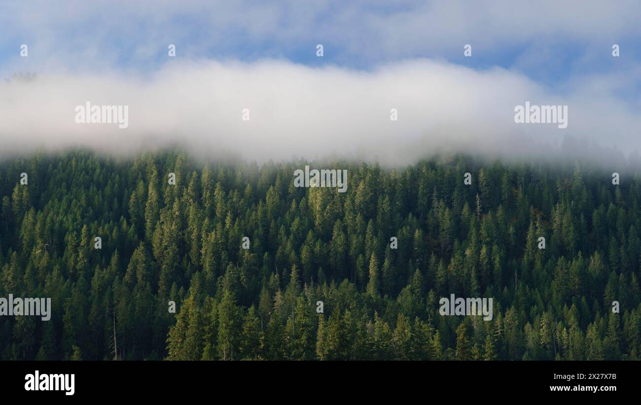 Nebelwald oberhalb des Aufderheide Memorial Drive, Willamette National Forest, Oregon. Stockfoto