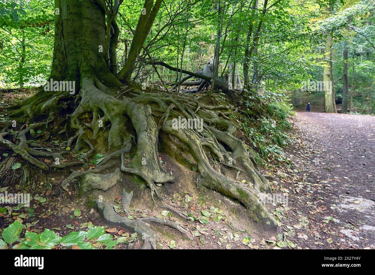 Alte Bäume im park Stockfoto