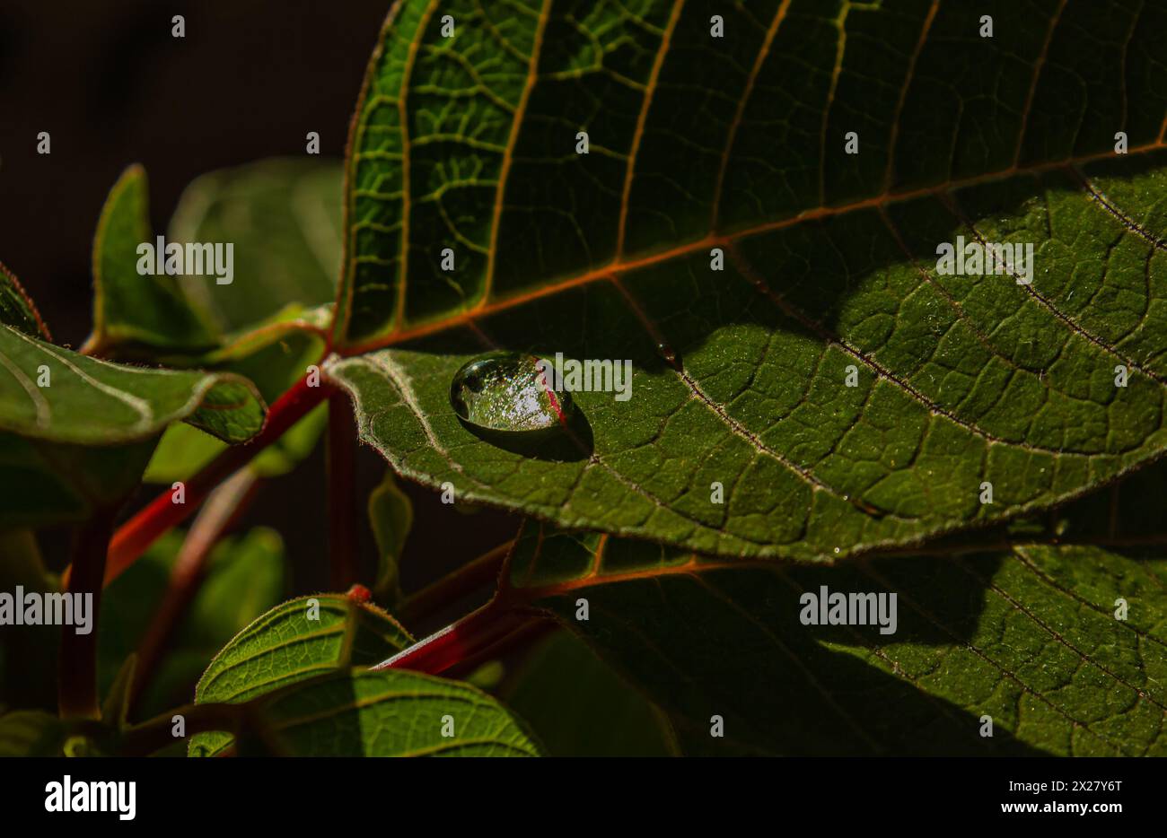 Makrowassertropfen nach dem Regen auf grünem Abgang, selektiver Fokus. Grünes Blatt mit Wassertropfen aus nächster Nähe. Grüner Hintergrund. Details in der Natur. Stockfoto