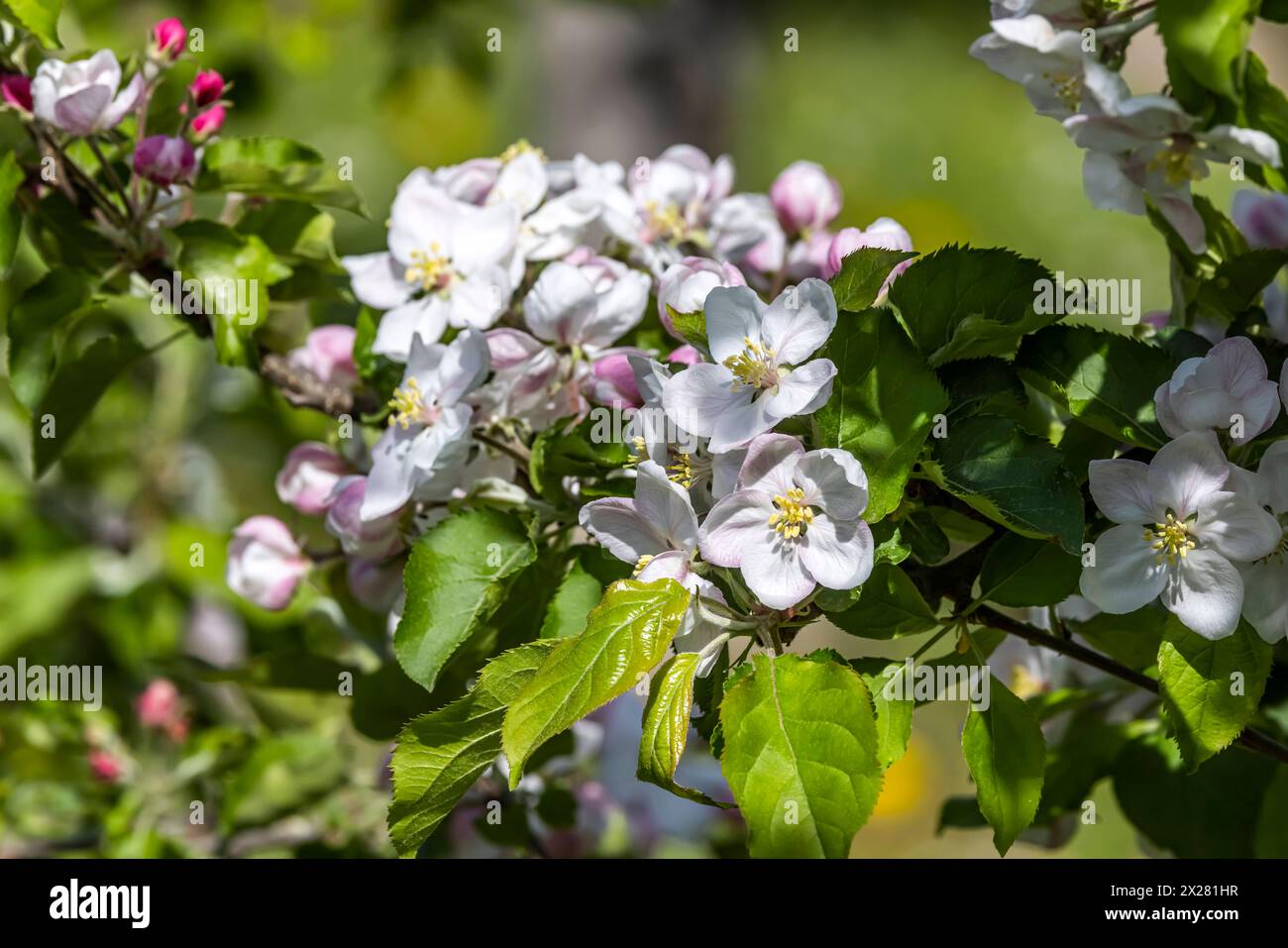 Landschaft im Frühling, Hagnau am Bodensee, Apfelblüte. // 14.04.2024: Hagnau, Baden-Württemberg, Deutschland, Europa *** Landschaft im Frühjahr, Hagnau am Bodensee, Apfelblüte 14 04 2024 Hagnau, Baden-Württemberg, Deutschland, Europa Stockfoto