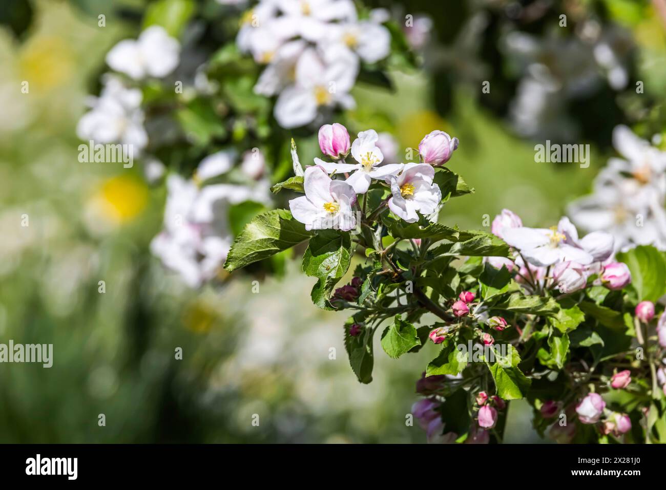 Landschaft im Frühling, Hagnau am Bodensee, Apfelblüte. // 14.04.2024: Hagnau, Baden-Württemberg, Deutschland, Europa *** Landschaft im Frühjahr, Hagnau am Bodensee, Apfelblüte 14 04 2024 Hagnau, Baden-Württemberg, Deutschland, Europa Stockfoto