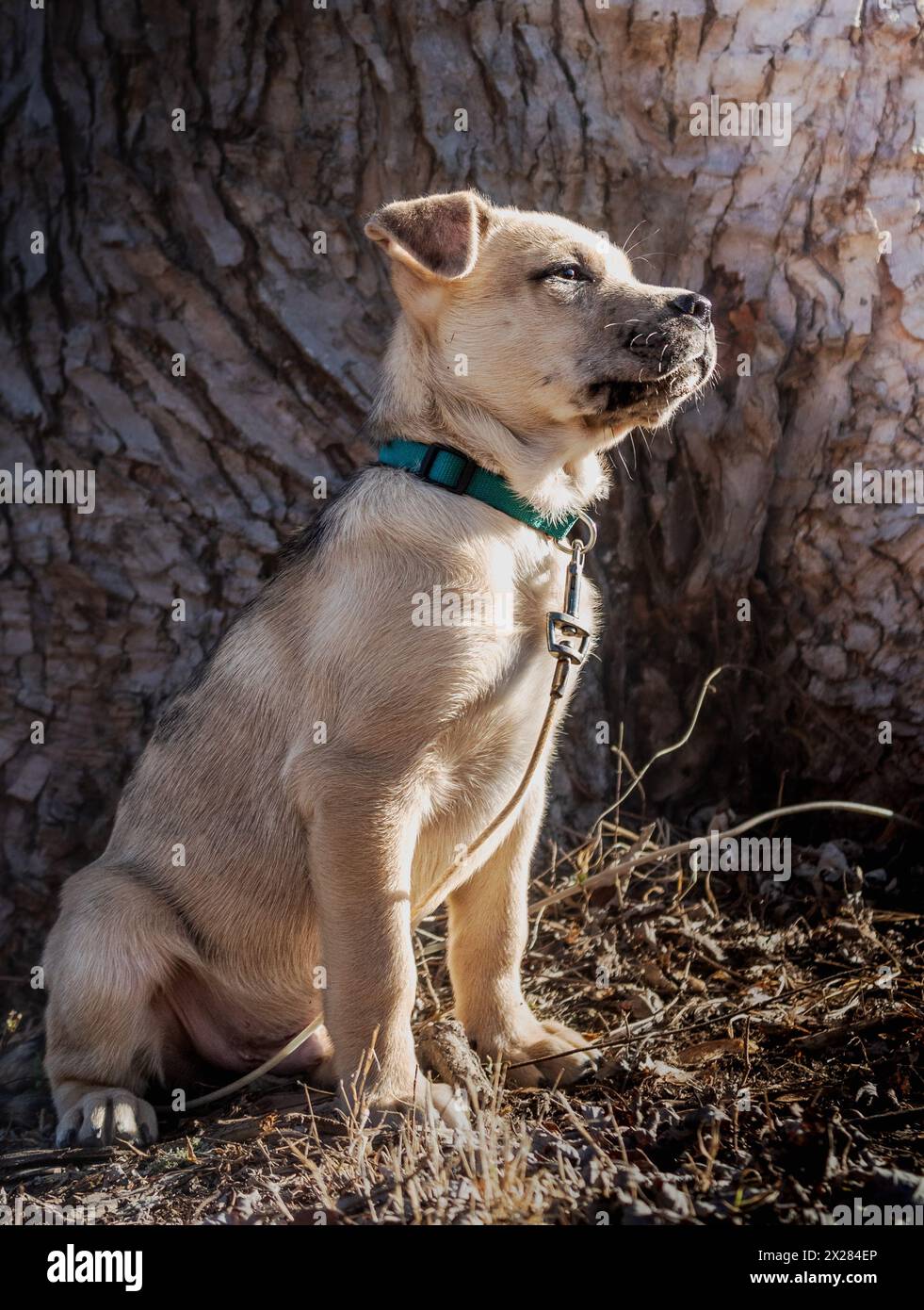 Fenrir aka Scrappy Do Stockfoto