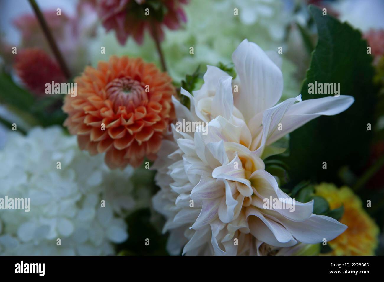 Verschiedene Schnittblumen Stockfoto