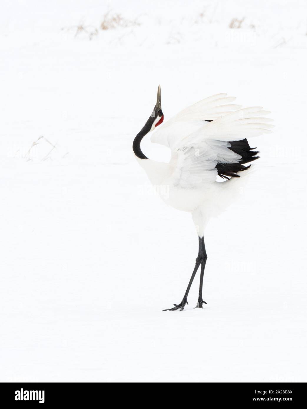 Japanischer Rotkräne tanzt, hochklassiges Bild, nach links gerichtet Stockfoto