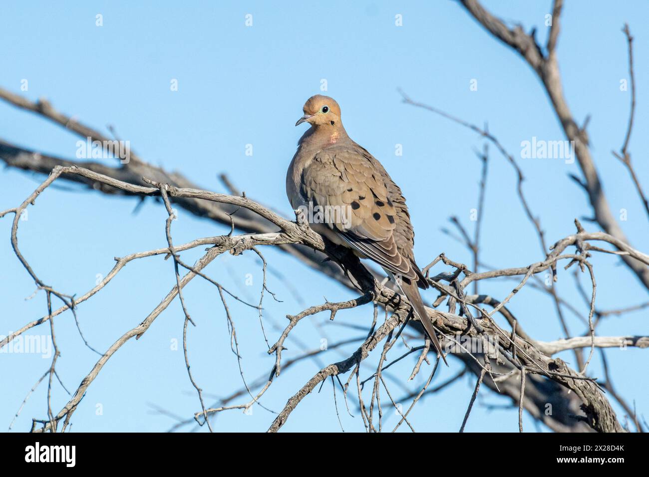 Eine Trauertaube (Zenaida macroura) sitzt auf einem Ast im frühen Morgenlicht. Stockfoto