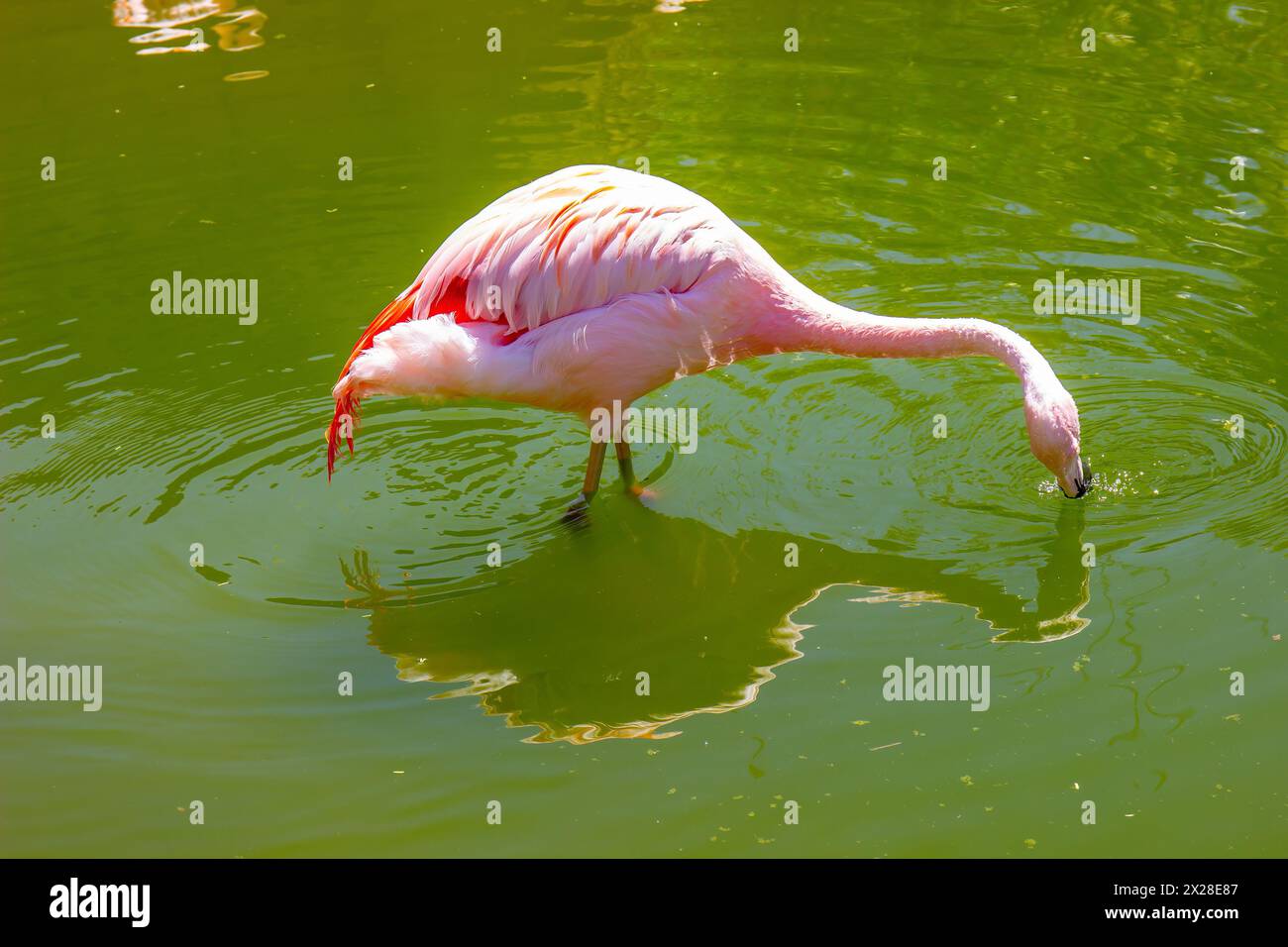 Rosa Flamingo Nasser Schnabel Im Lokalen Zoo Stockfoto