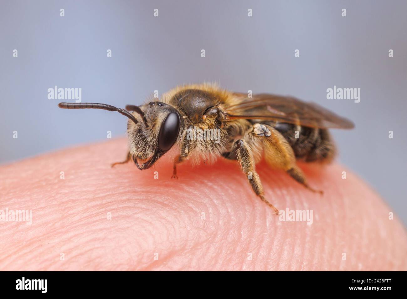 Bergbaubiene (Andrena sp.) Stockfoto