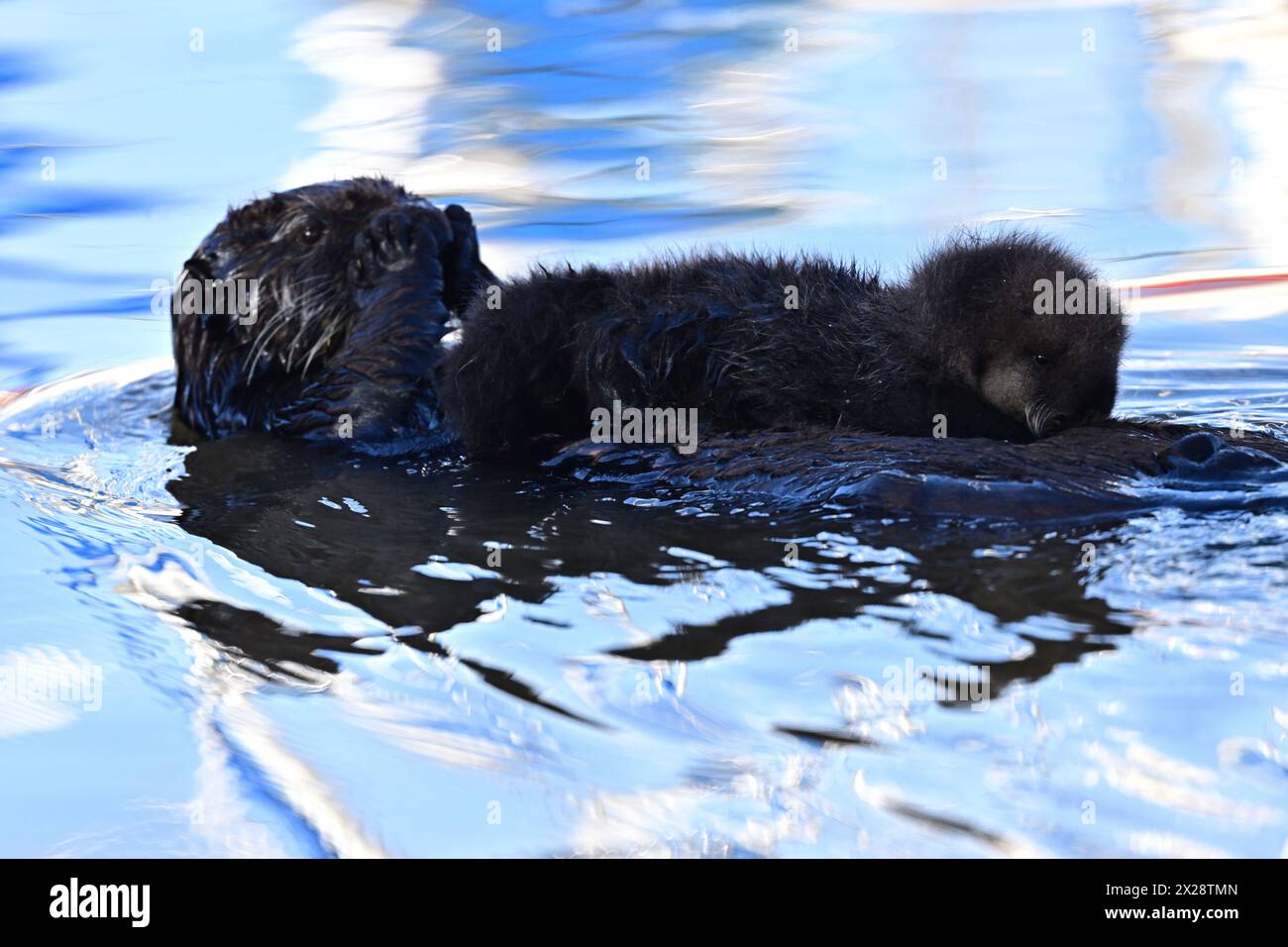 Mami Sea Otter schwimmt mit Baby auf ihrem Bauch Stockfoto
