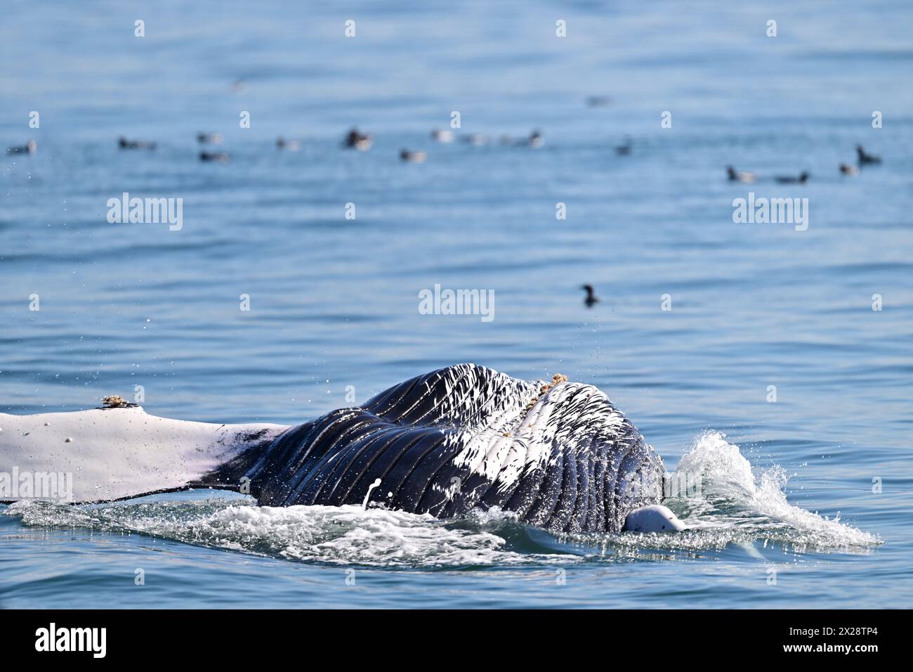 Buckelwal verletzt Stockfoto