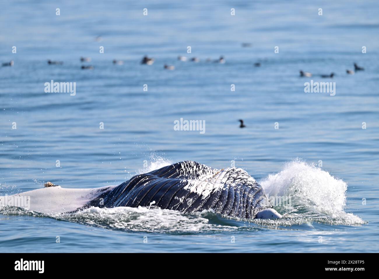 Buckelwal verletzt Stockfoto