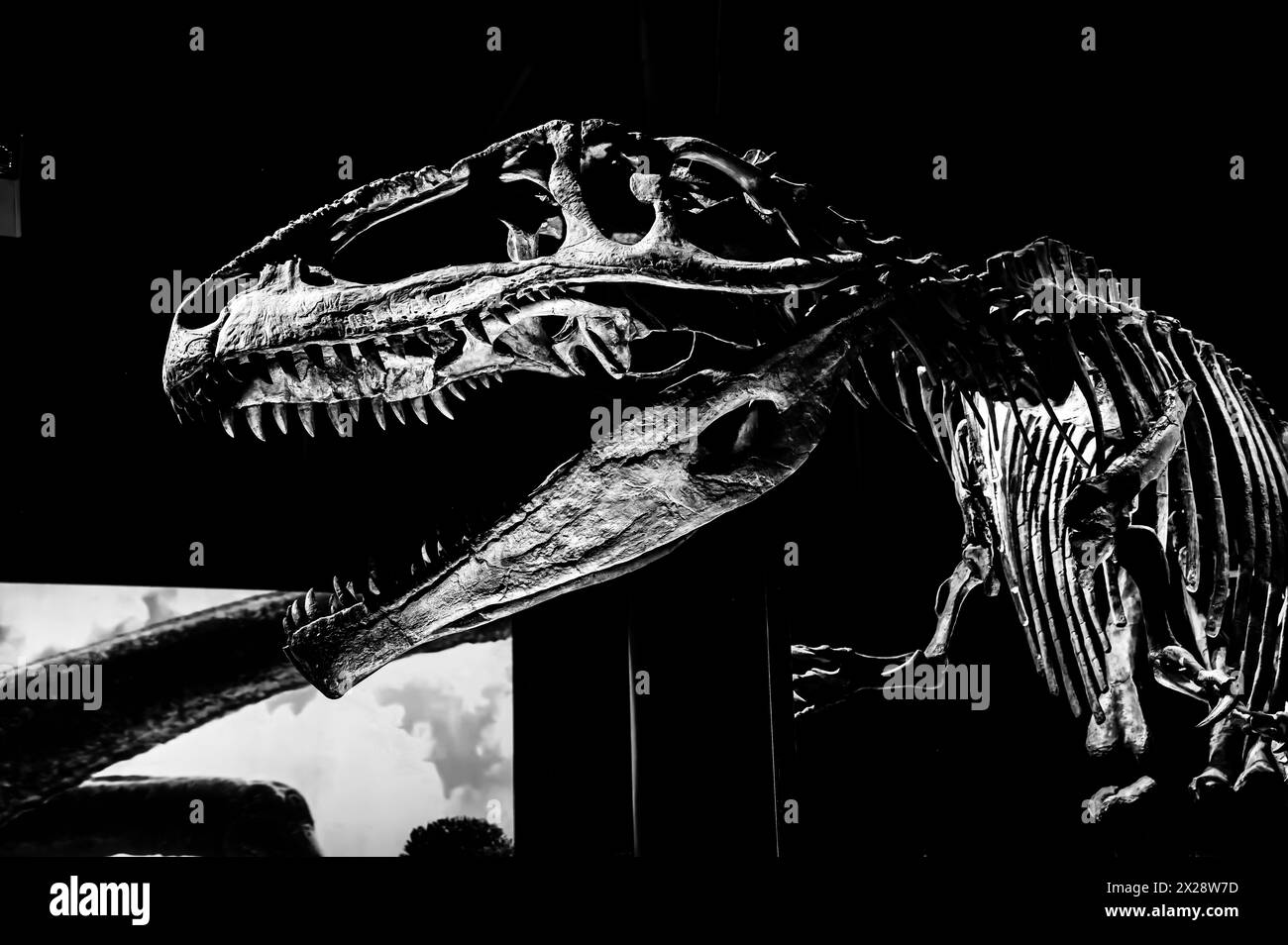 Miami, Florida, USA - 3,2023: Giganotosaurus-Dinosaurier-Ausstellung im Phillip and Patricia Frost Museum of Science. Stockfoto