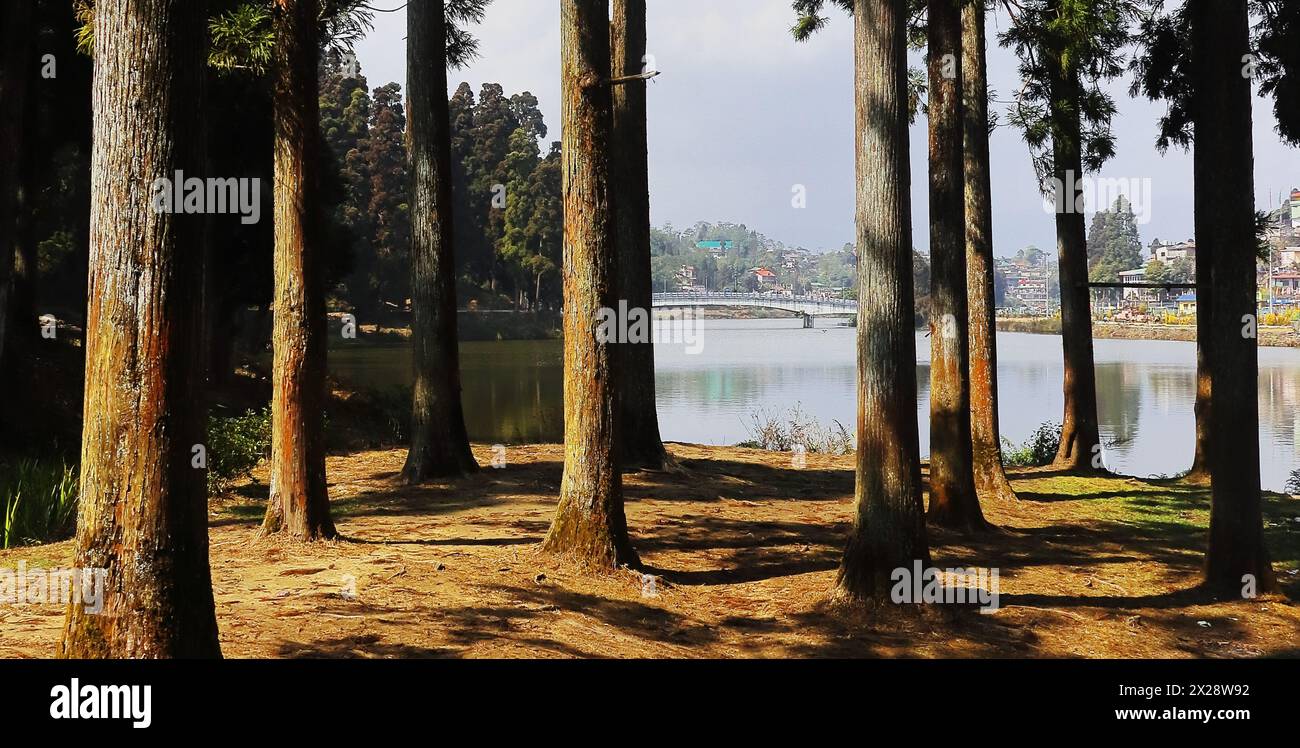 Wunderschöner Blick auf den Mirik-See, umgeben von Kiefernwäldern, liegt in den Ausläufern des himalaya-Gebirges im Bezirk darjeeling in West-bengalen, indien Stockfoto