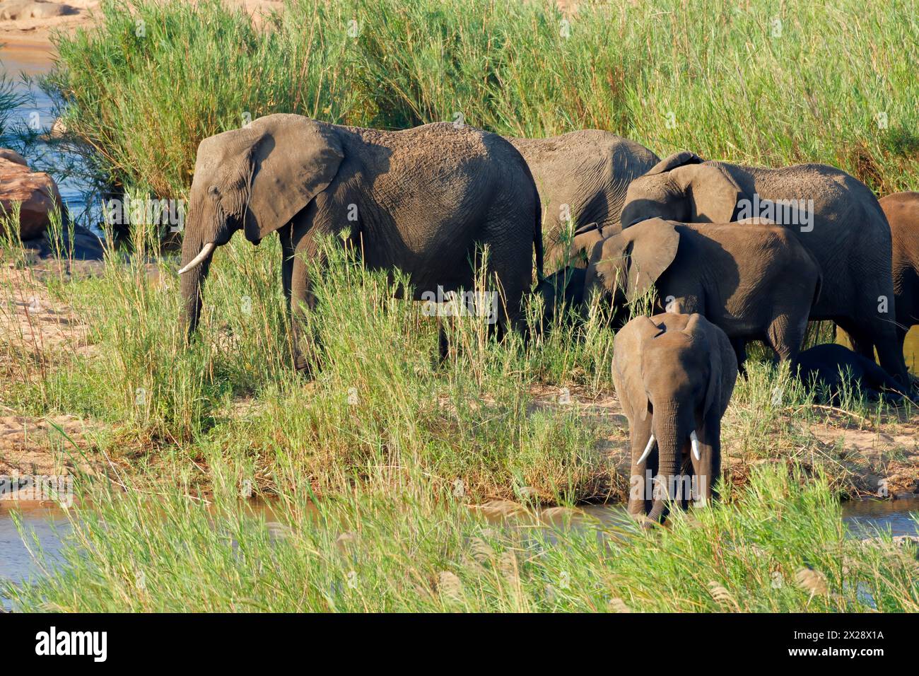 Herde afrikanischer Elefanten (Loxodonta africana) in natürlichem Lebensraum, Kruger-Nationalpark, Südafrika Stockfoto