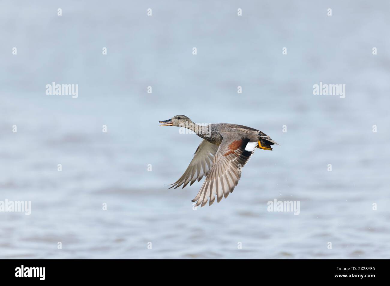 Gadwall Anas strepera, männliche Erwachsene fliegen, Minsmere RSPB Reserve, Suffolk, England, April Stockfoto