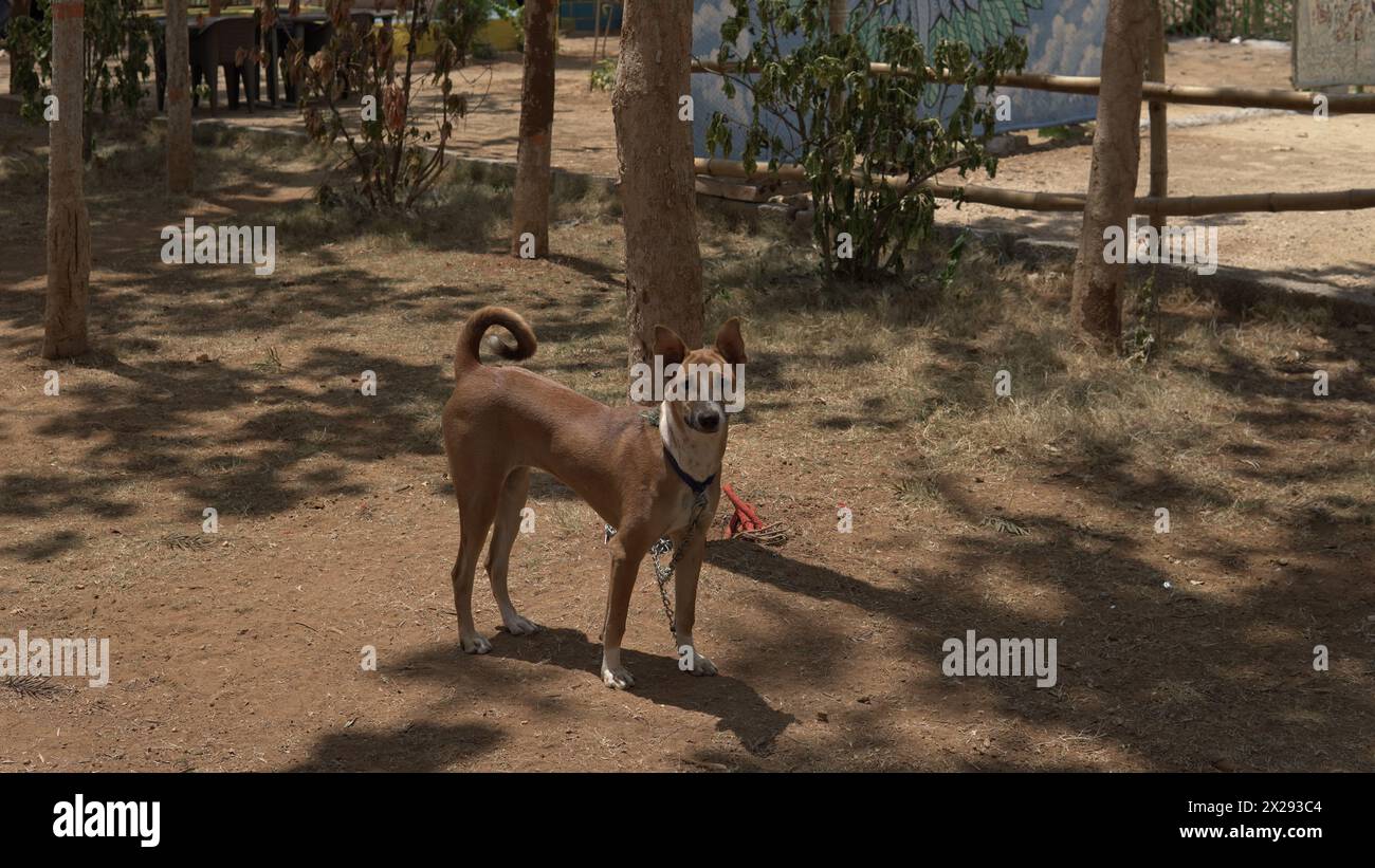 Brauner und weißer Hund mit einer mutigen Persönlichkeit, der inmitten der Reise in Richtung BR Hills, Indien, gefunden wurde Stockfoto