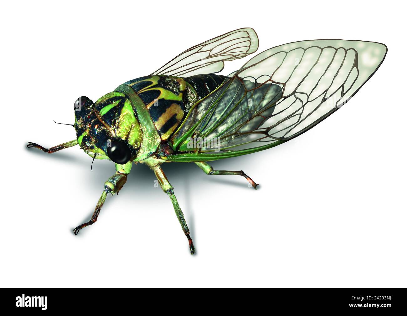 Cicada oder Cicala-Käfer auf weißem Hintergrund nach einem langen Winterschlaf im Untergrund als Symbol für Natur und Entomologie-Ausbildung für große Käfer. Stockfoto