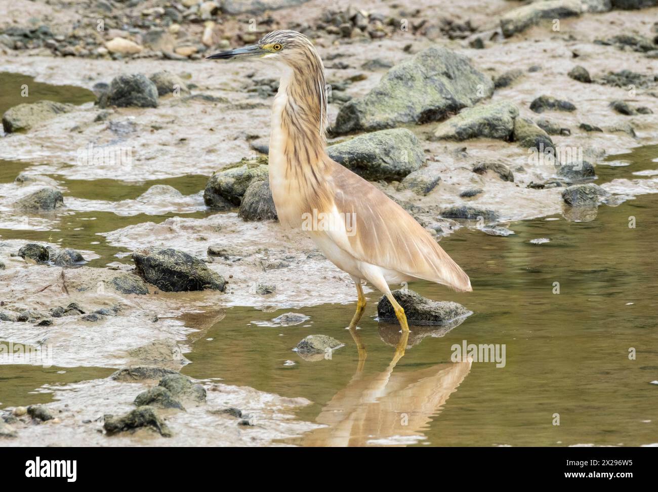 Räucherreiher (Ardeola ralloides), Jagd nach Nahrung in einem ausgetrockneten Teich, Agia Vavara, Zypern. Stockfoto