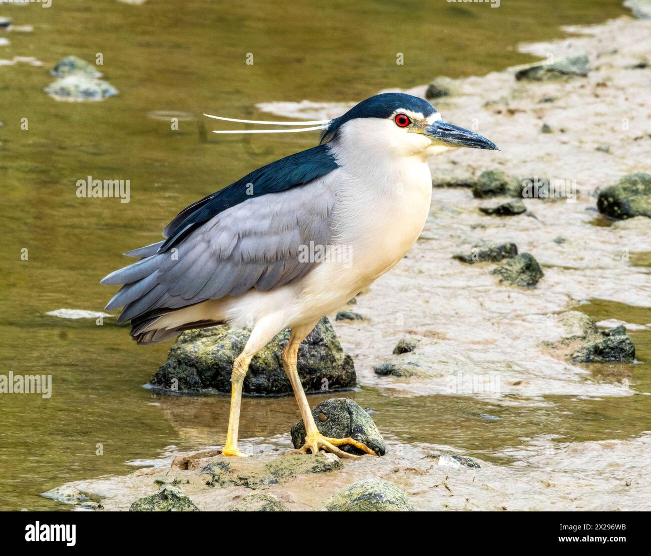 Schwarzgekrönter Nachtreiher (Nycticorax nycticorax) Agia Varvara, Zypern. Stockfoto