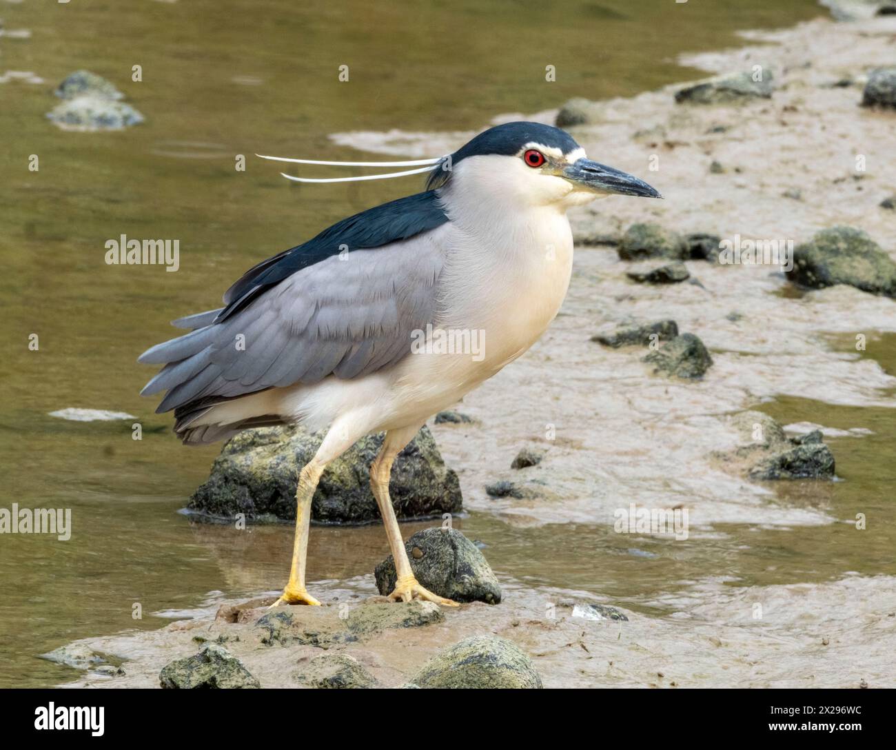 Schwarzgekrönter Nachtreiher (Nycticorax nycticorax) Agia Varvara, Zypern. Stockfoto