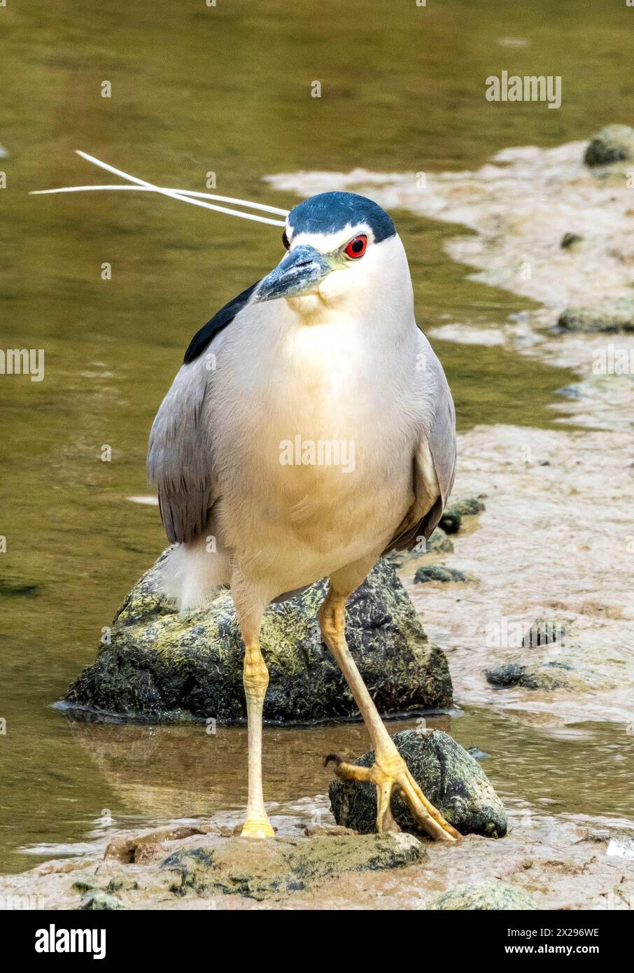 Schwarzgekrönter Nachtreiher (Nycticorax nycticorax) Agia Varvara, Zypern. Stockfoto