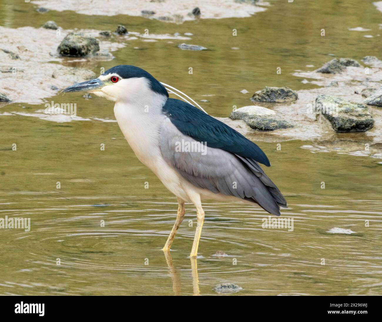 Schwarzgekrönter Nachtreiher (Nycticorax nycticorax) Agia Varvara, Zypern. Stockfoto