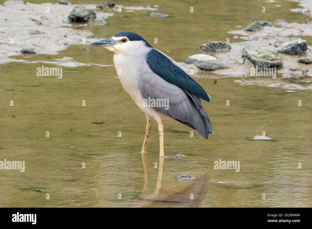 Schwarzgekrönter Nachtreiher (Nycticorax nycticorax) Agia Varvara, Zypern. Stockfoto