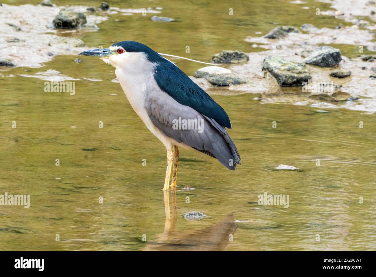 Schwarzgekrönter Nachtreiher (Nycticorax nycticorax) Agia Varvara, Zypern. Stockfoto