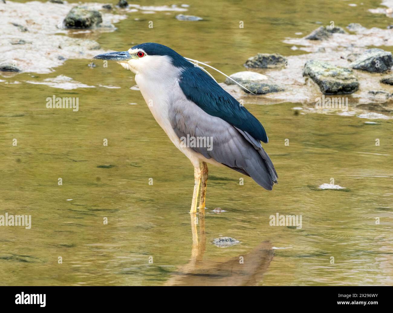 Schwarzgekrönter Nachtreiher (Nycticorax nycticorax) Agia Varvara, Zypern. Stockfoto