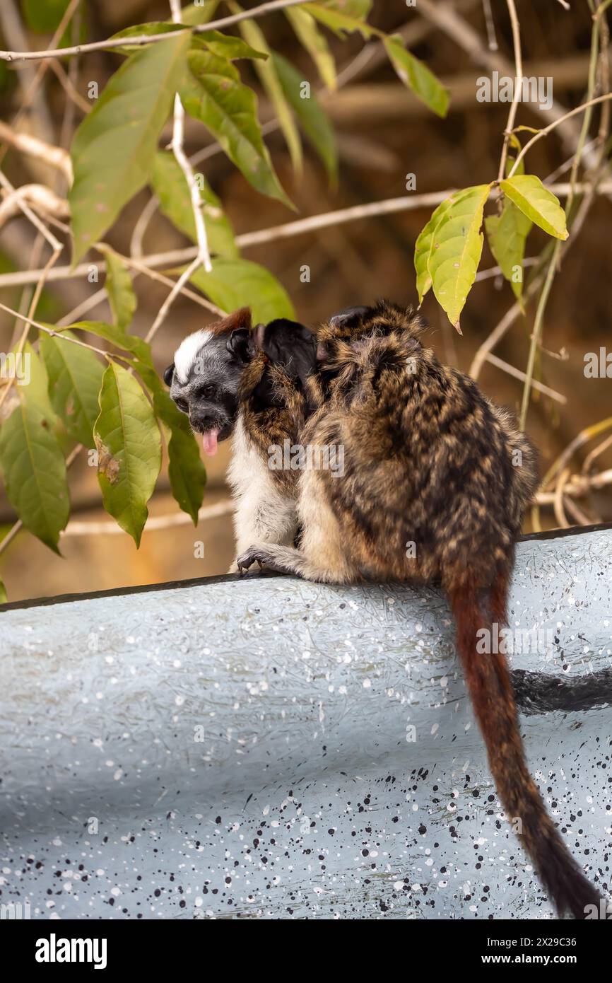 Geoffroys Tamarin-Affe zeigt die Zunge Stockfoto