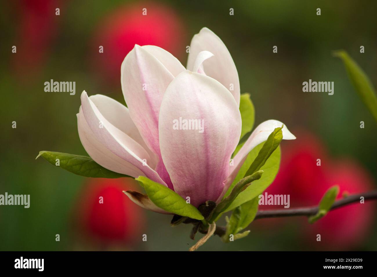 Blühender junger Magnolienbaum im Garten Stockfoto