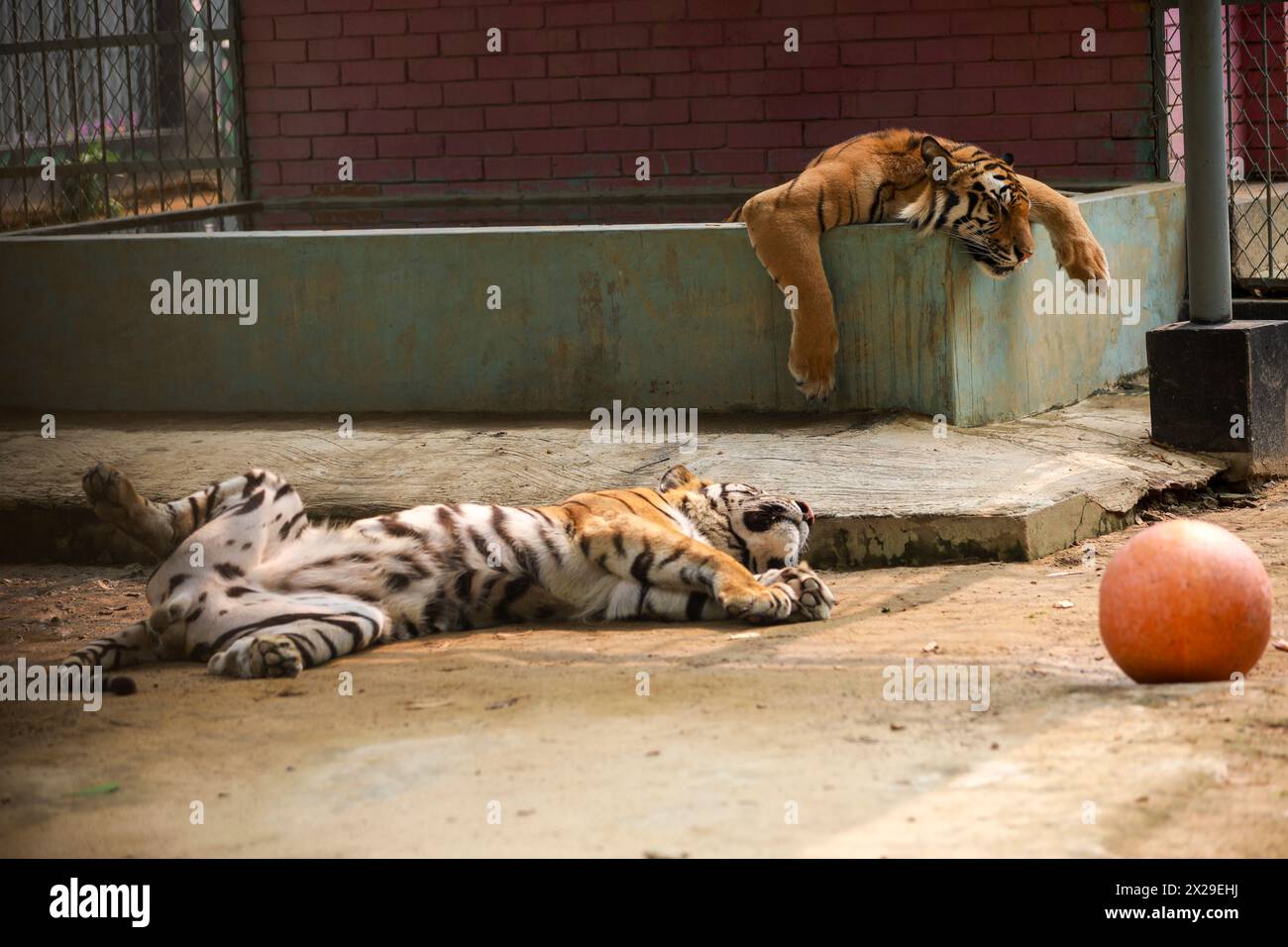 Derzeit herrscht in Bangladesch eine intensive Hitze. Er wirkt sich auf Zootiere aus. Das Foto des rastlosen Tigers im Sommer wurde am 18. April 2024 aufgenommen. Stockfoto