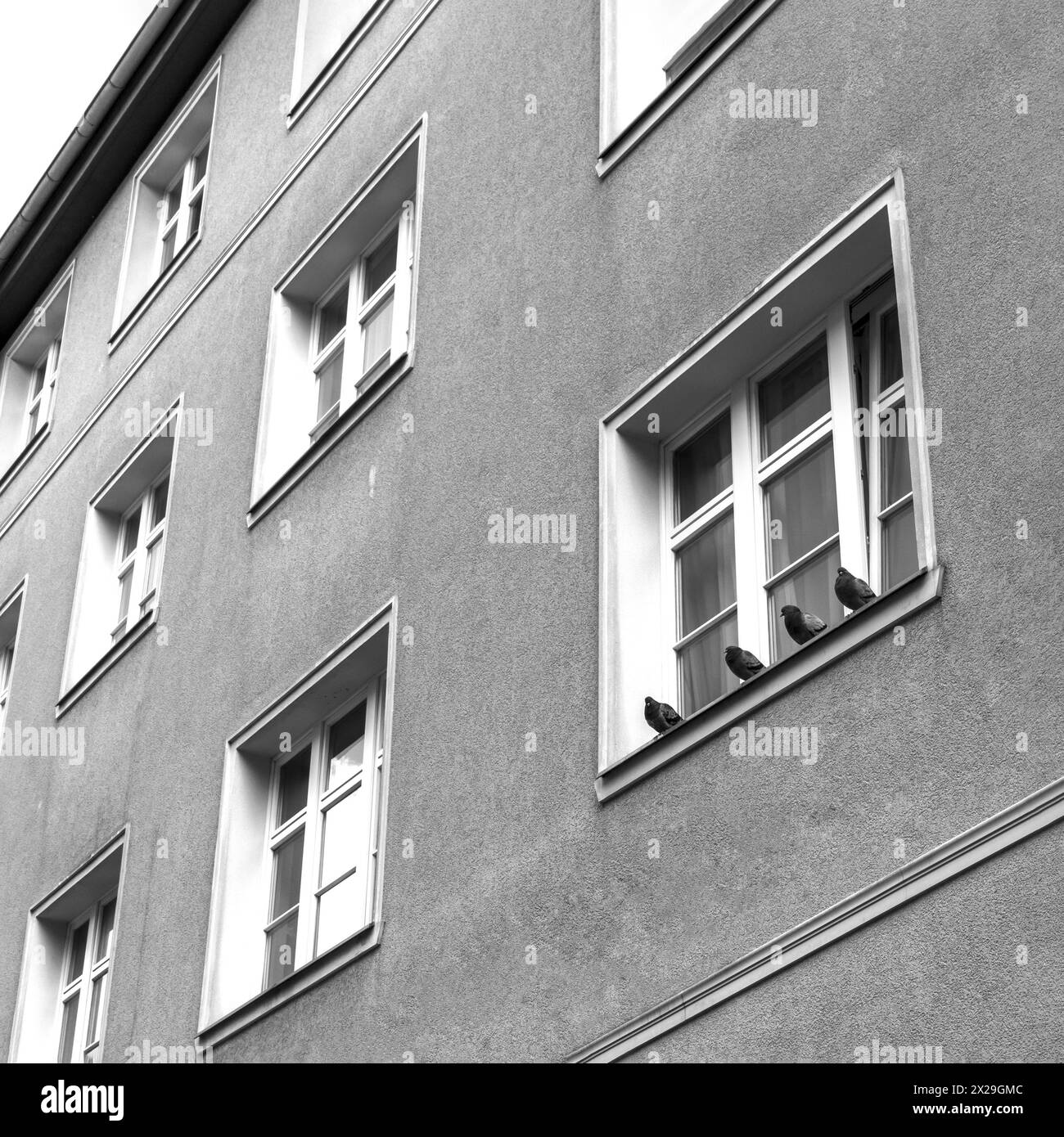 Vier Tauben sitzen auf einer Fensterbank in Berlin, Deutschland, Europa Stockfoto