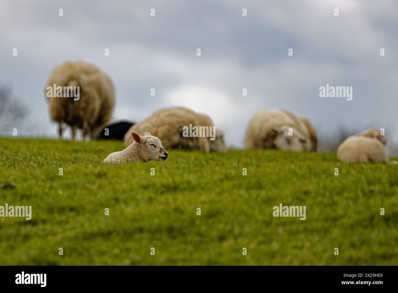 Schafweiden im Frühling in Großbritannien Stockfoto