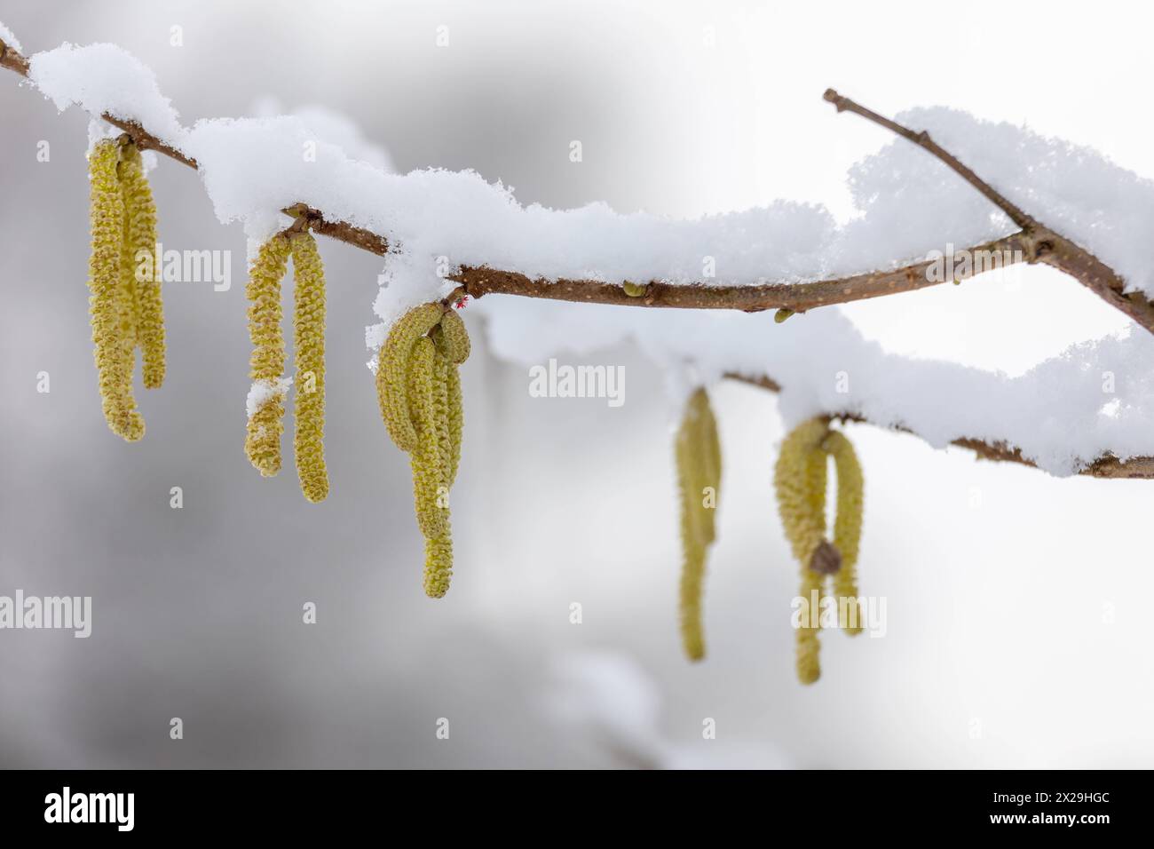 Europa Deutschland Frühling Zweig AST: Schnee liegt auf einem Zweig mit männlichen Kätzchen der Haselnuss *** Europa Deutschland Frühling Zweig Schnee Stockfoto