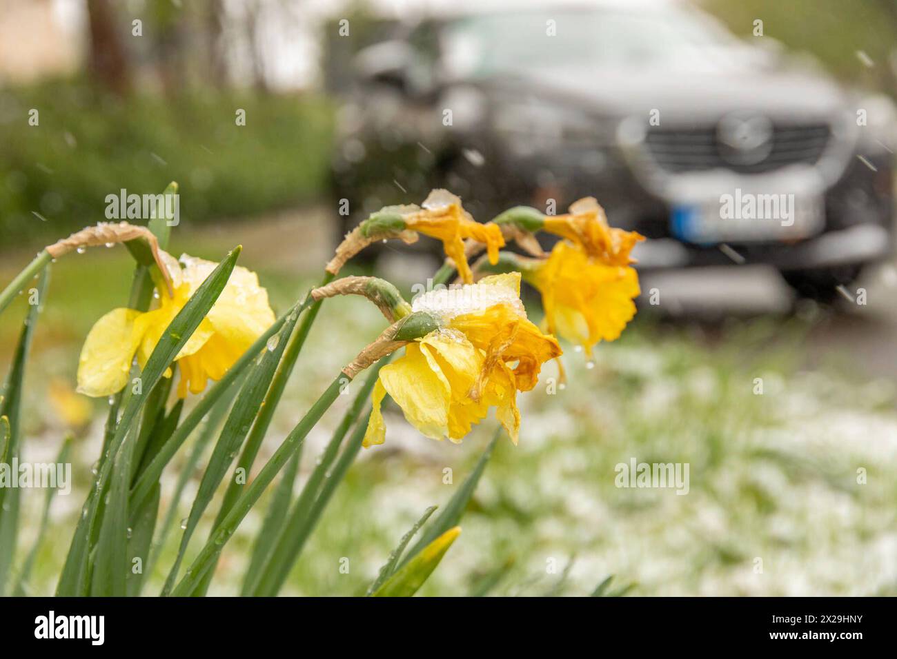 240420Wintereinbruch News ID: EN 2024 Wintereinbruch im Erzgebirge Neuschnee sorgt für Verkehrsprobleme Geyer. Nasskaltes und kühles Wetter hat das Erzgebirge nach wie vor fest im Griff. In der Nacht auf Samstag gehen die Niederschläge auch in tieferen Regionen, in Schnee über. Bis in Lagen auf 500 Höhenmeter bildete sich eine dünne Schneedecke. Leicht angezuckert zeigt sich am Morgen die Stadt Zwönitz 550 Meter über N.N.. Der Frost der letzten Tage, hat bei den SOmmerblühern sichtlich Spuren hinterlassen. Der Schnee bedeckte Autos und Landschaften. In noch höheren Regionen sorgte Stockfoto