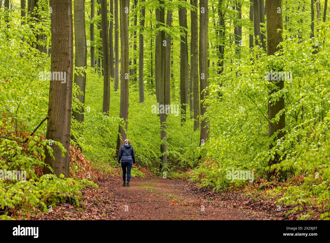 Europa Deutschland Niedersachsen Hildesheimer Wald Buchen Buchenwald Laubwald: Spaziergängerin läuft durch das frische Grün der Buchenblätter *** Euro Stockfoto