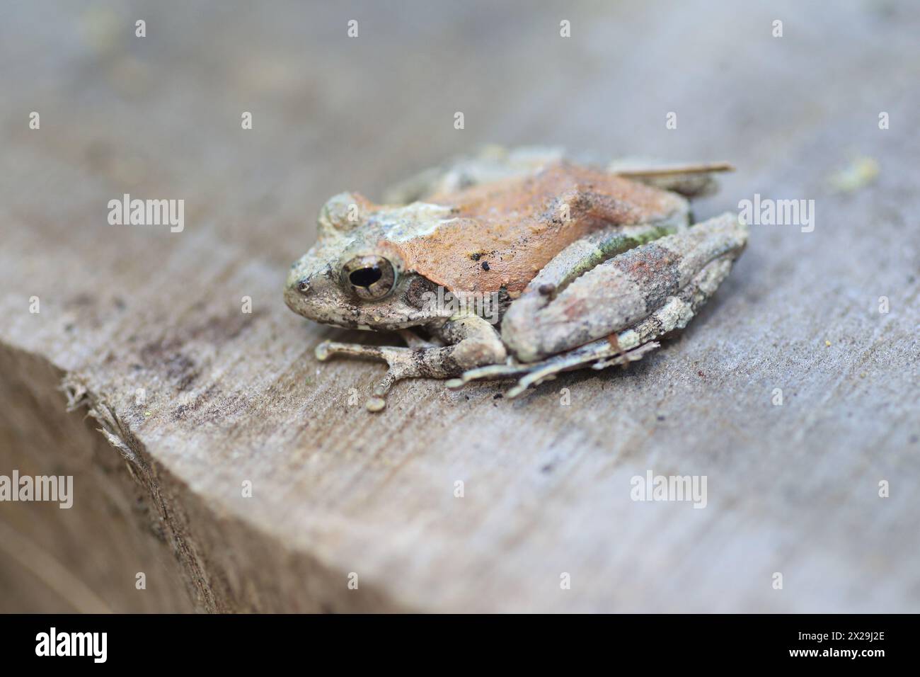 Ryukyu-Spitznasen-Frosch, Ryukyu-Inselfrosch oder Okinawa-Spitznasen-Frosch (Odorrana narina) ist eine Froschart aus der Familie der Ranidae. Es ist endemisch von OK Stockfoto