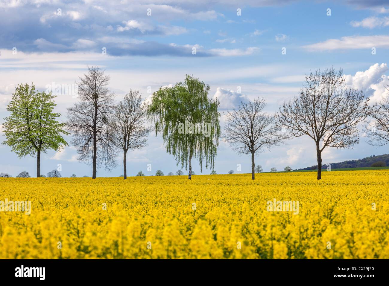 Europa Deutschland Niedersachsen Frühling: Blühendes Rapsfeld vor Bäumen an einer Straße zwischen Lechstedt und Itzum *** Europa Deutschland Niedersachsen Stockfoto