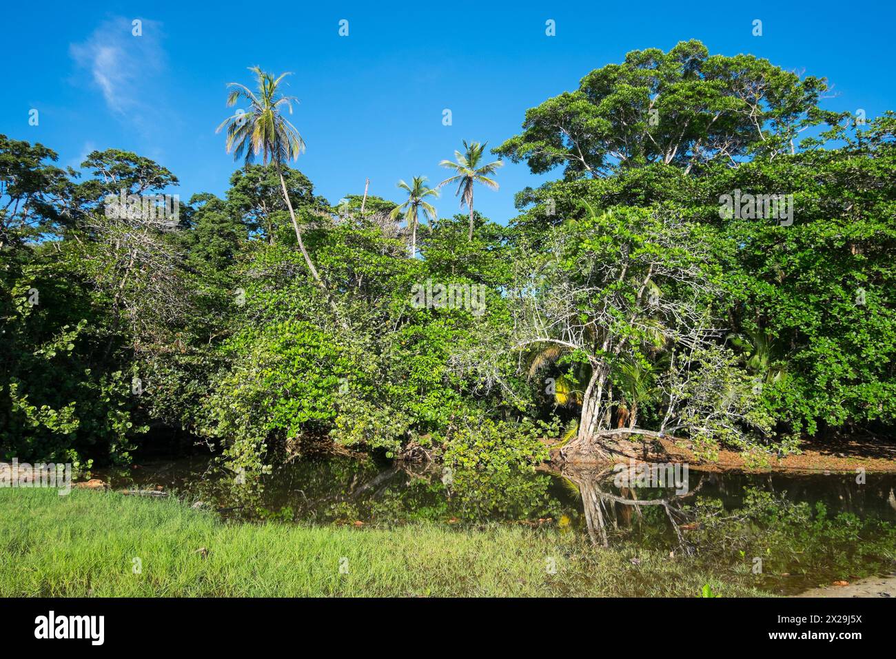 Grove an der Küste von Puerto Viejo in Costa Rica Stockfoto