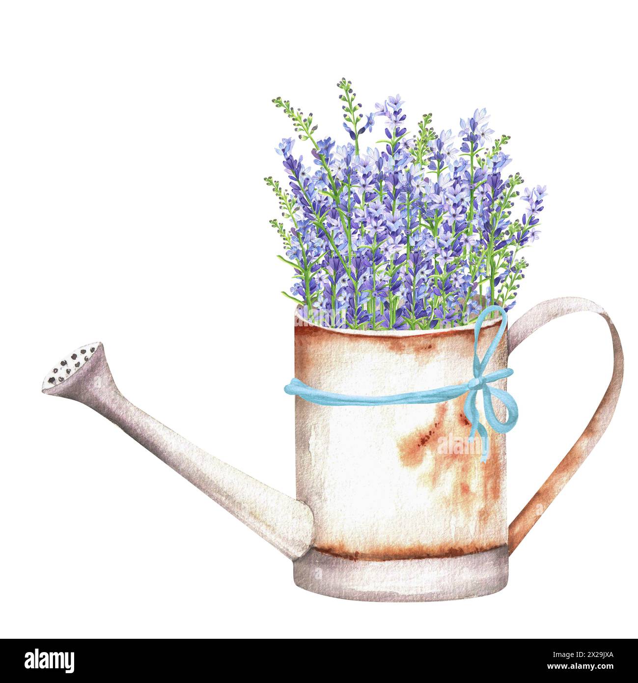 Handgezeichnete Aquarellillustration. Rostige Gießkanne aus Metall mit einem Haufen bunter blauer Lavendelblüten. Federzusammensetzung. Ein Stück Provenc Stockfoto