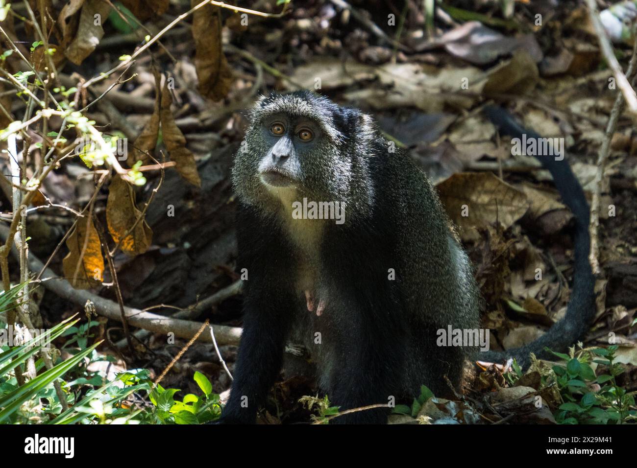 Blue Monkey im Lake Manyara National Park, Tansania Stockfoto
