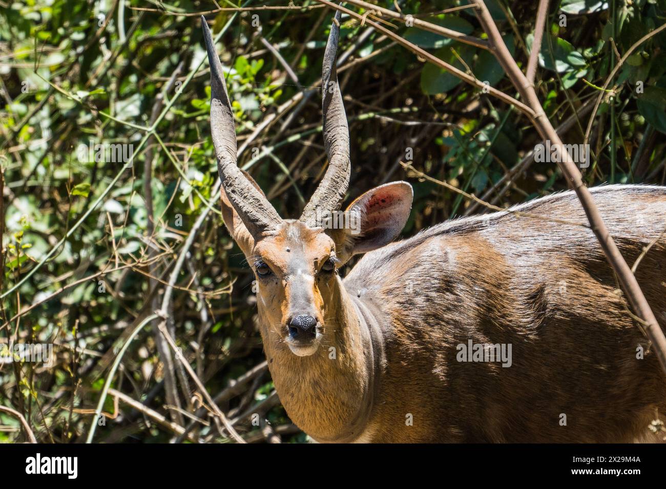 Buschbock am Lake Manyara, Tarangire Nationalpark, Tansania Stockfoto
