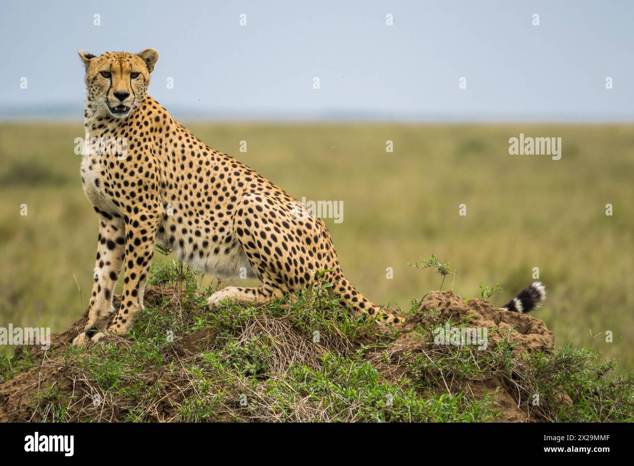 Gepard in der Serengeti, Tansania Stockfoto