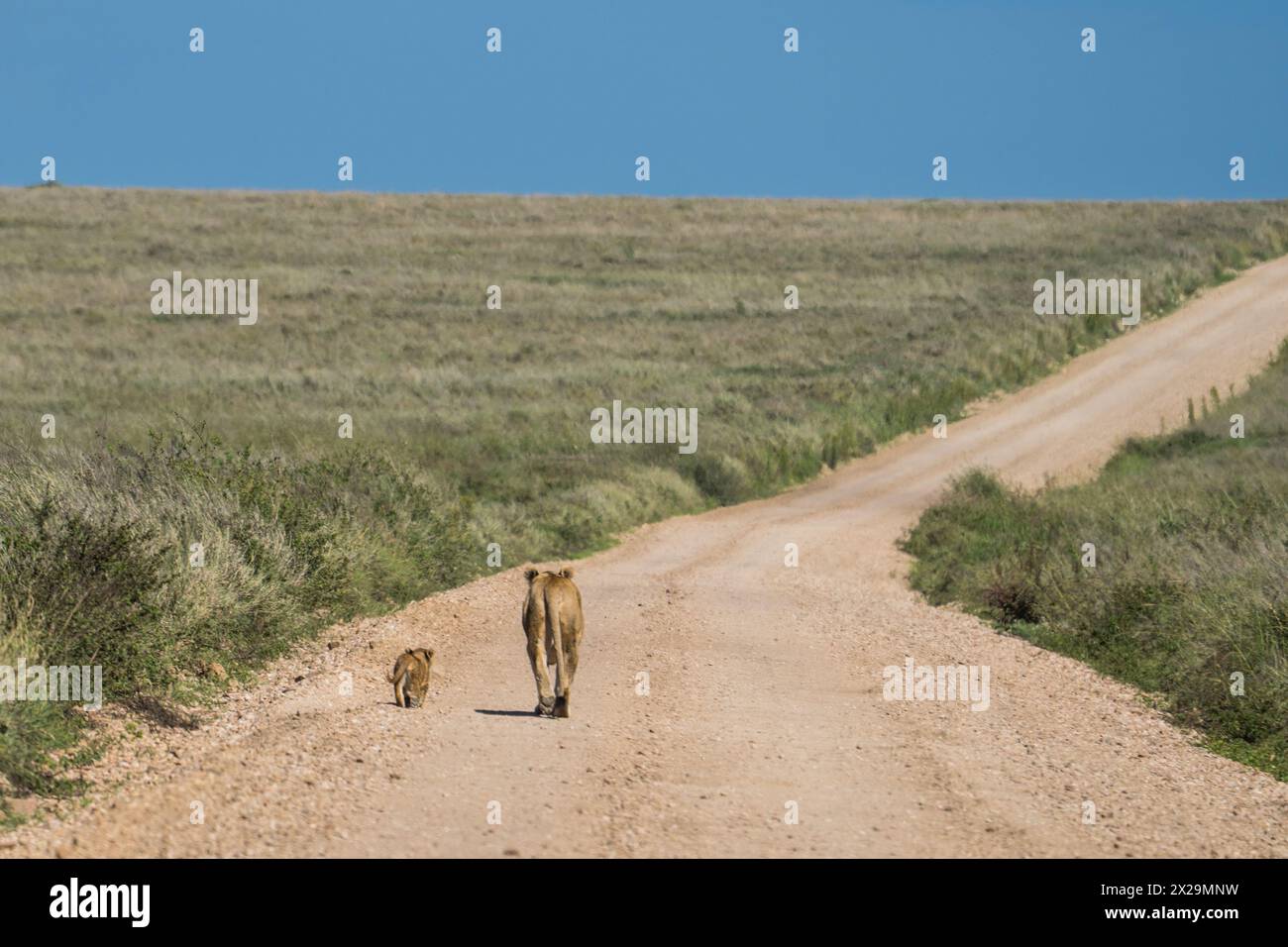 Löwe mit Baby, Serengeti, Tansania Stockfoto