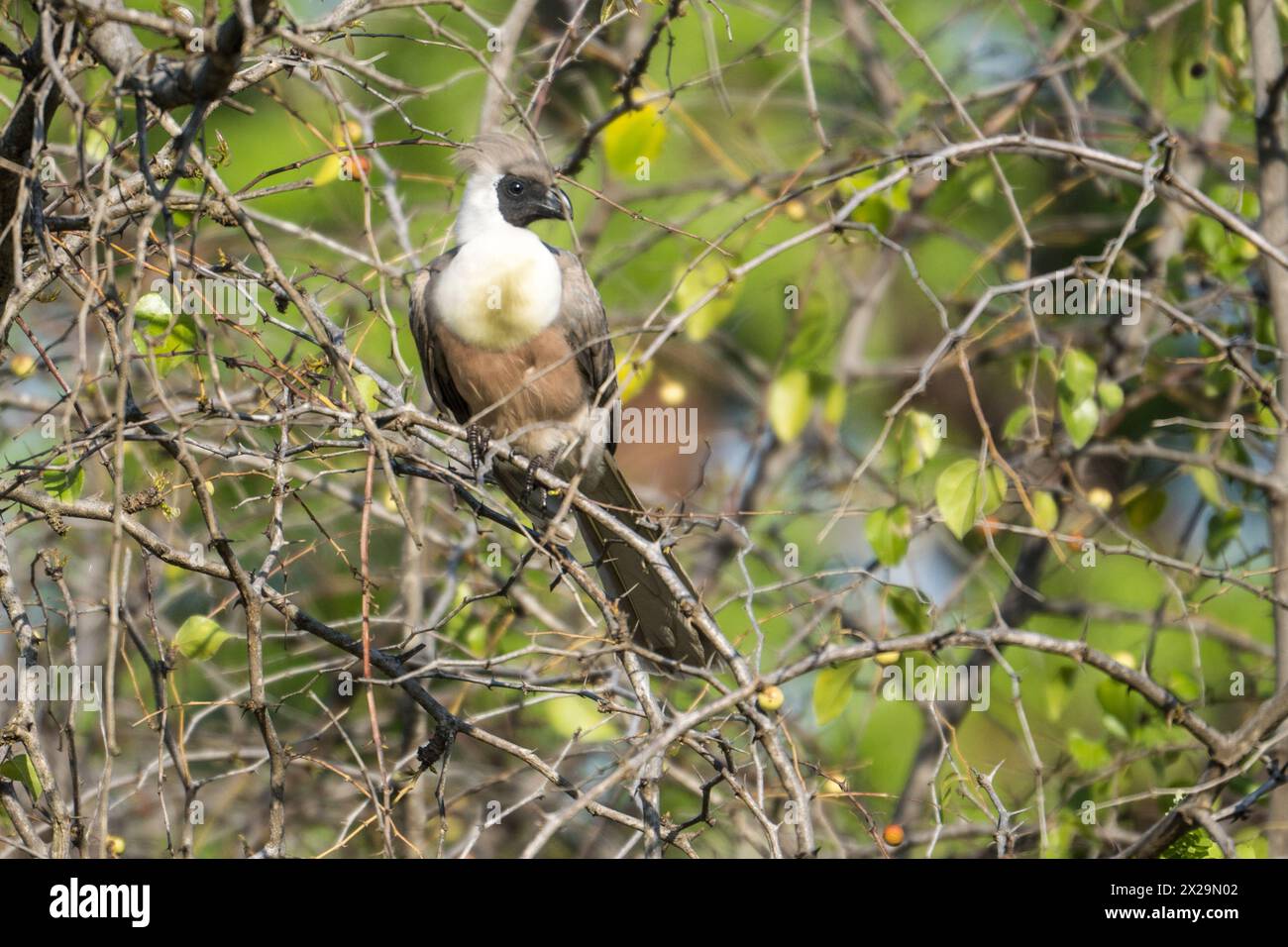 Vogelbeobachtung im Tarangire-Nationalpark in Tansania Stockfoto
