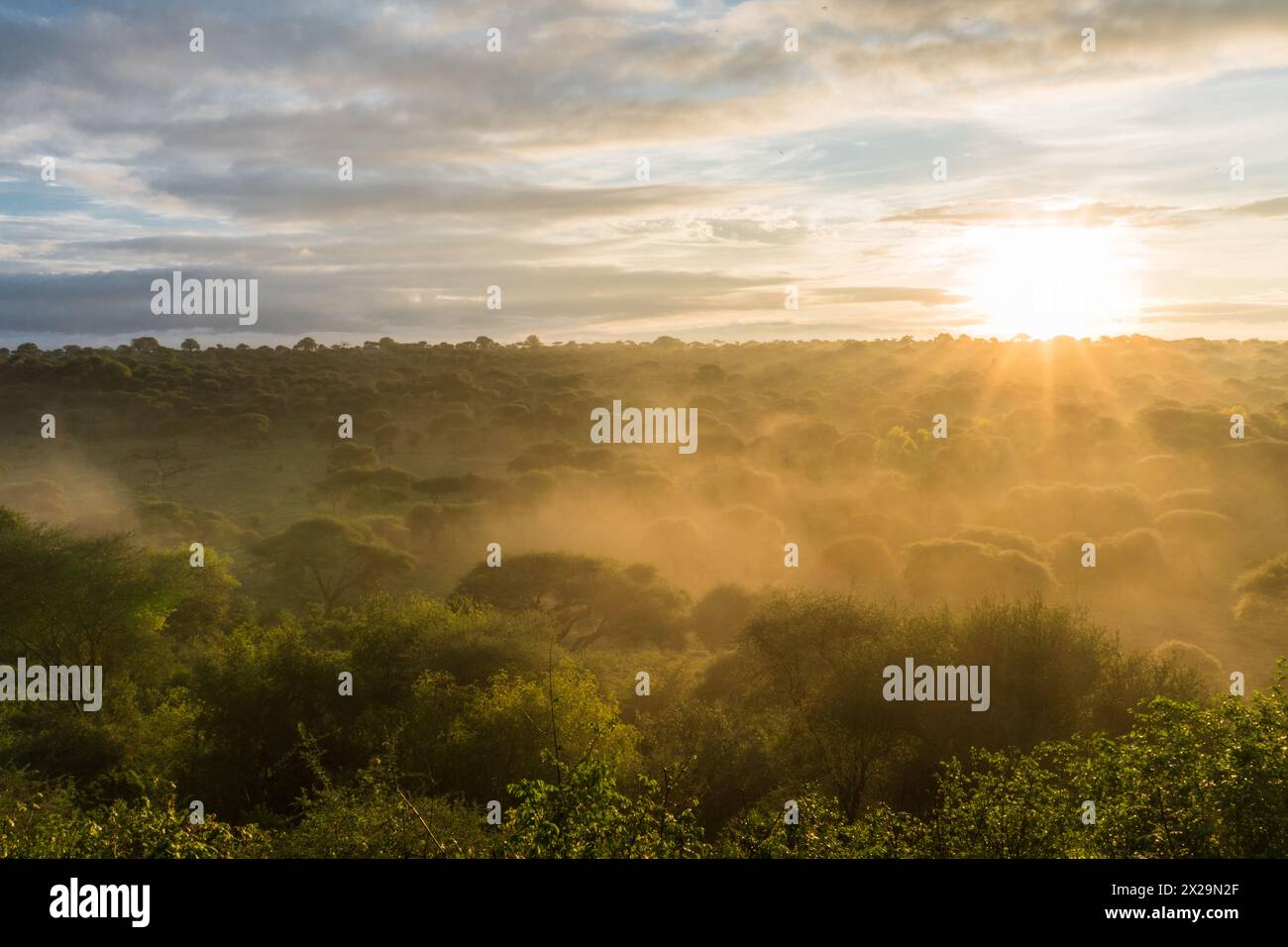 Sonnenaufgang im Tarangire Nationalpark, Tansania Stockfoto