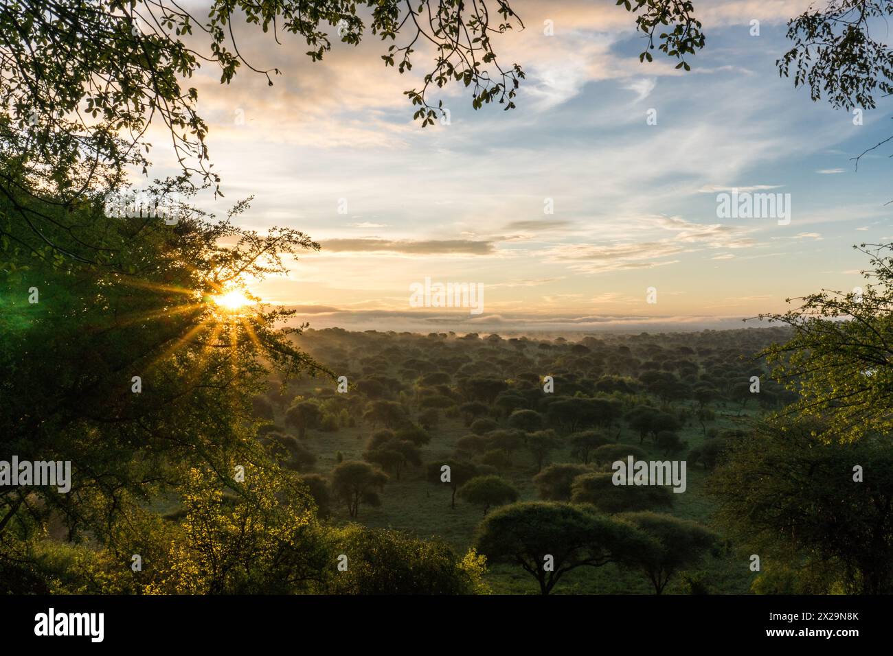Sonnenaufgang im Tarangire Nationalpark, Tansania Stockfoto