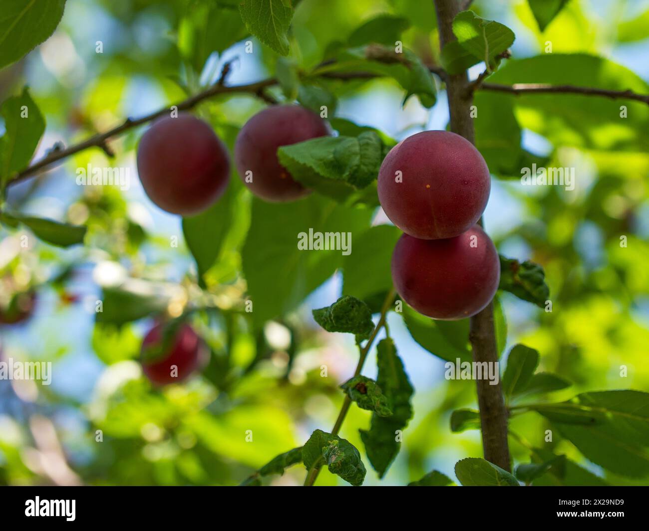 Reife Pflaumen in natürlicher Umgebung. Geeignet für landwirtschaftliche Werbeaktionen, Werbung für Bio-Lebensmittel und Schulungsmaterialien zum Obstbau. Stockfoto