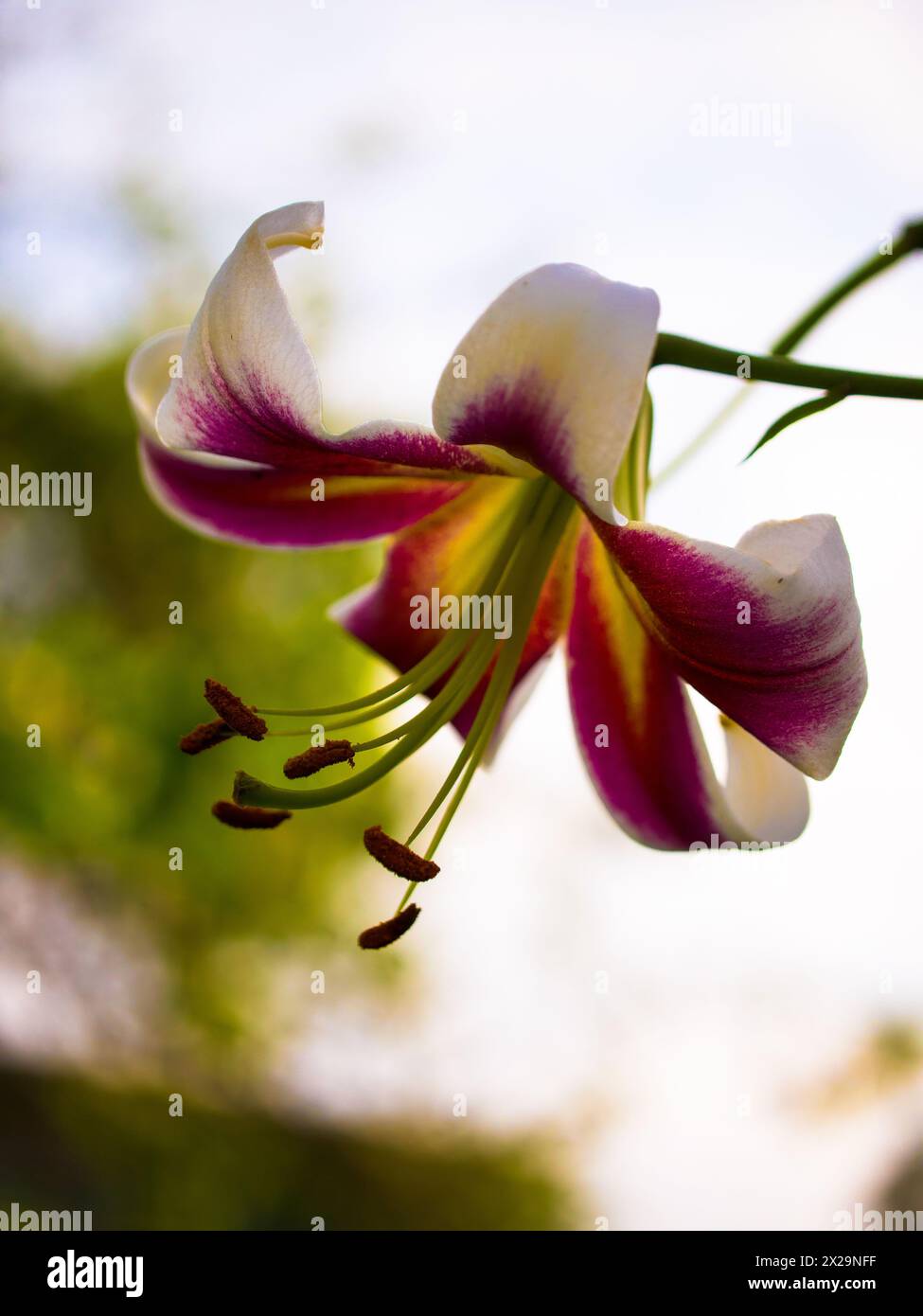 Eine elegante Lilienblüte mit weißen Blüten, die von violetten und langen Staubblättern umgeben sind, in einer ruhigen natürlichen Umgebung. Geeignet für naturinspirierte Kunstwerke o Stockfoto